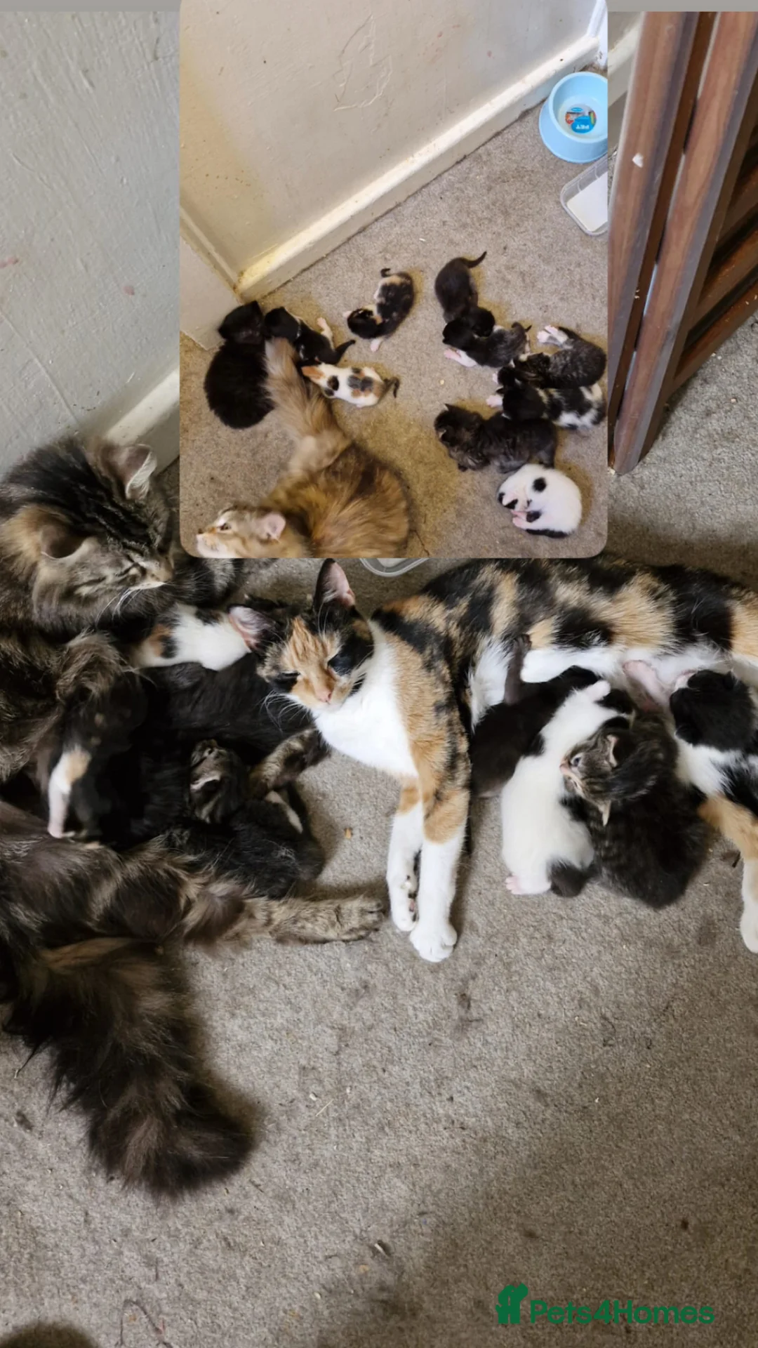 Mixed Breed cats for sale: 12 kittens  in Nottingham - Advert 2