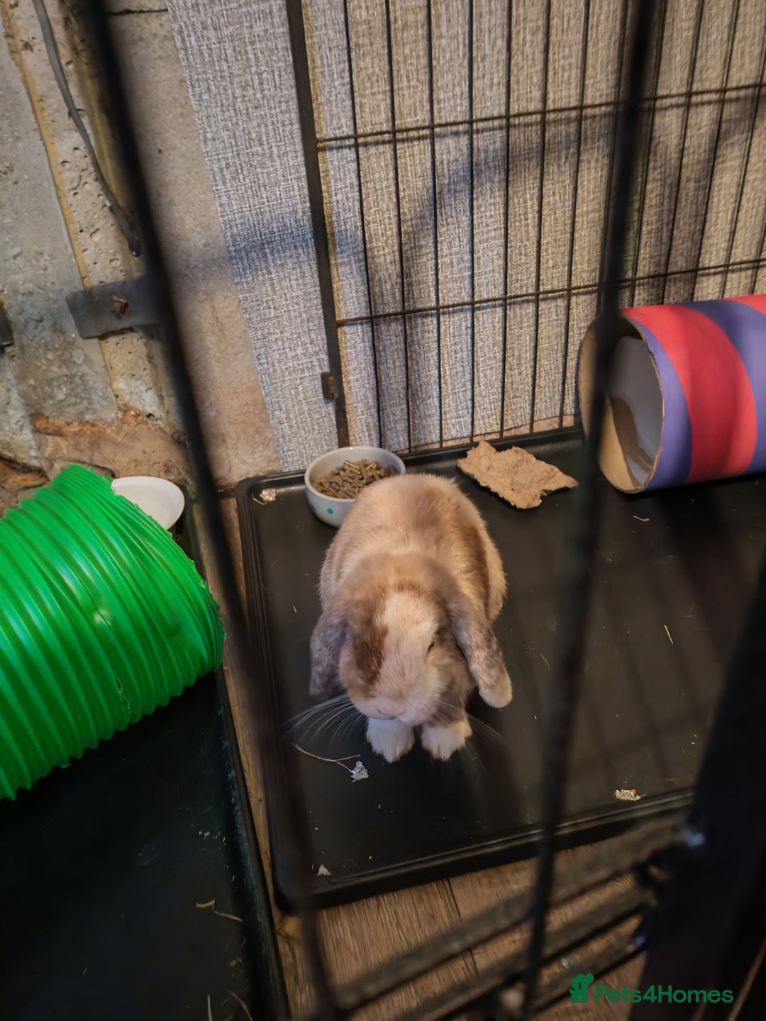 Mini Lop rabbits for sale: Mini lops - Image 15
