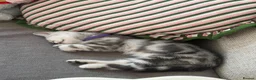 British Shorthair cats for sale: 🏆Champion lines GCCF registered 🏆 - Advert 3