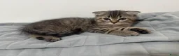 Scottish Fold cats for sale: Persian/Scottish fold  - Advert 10