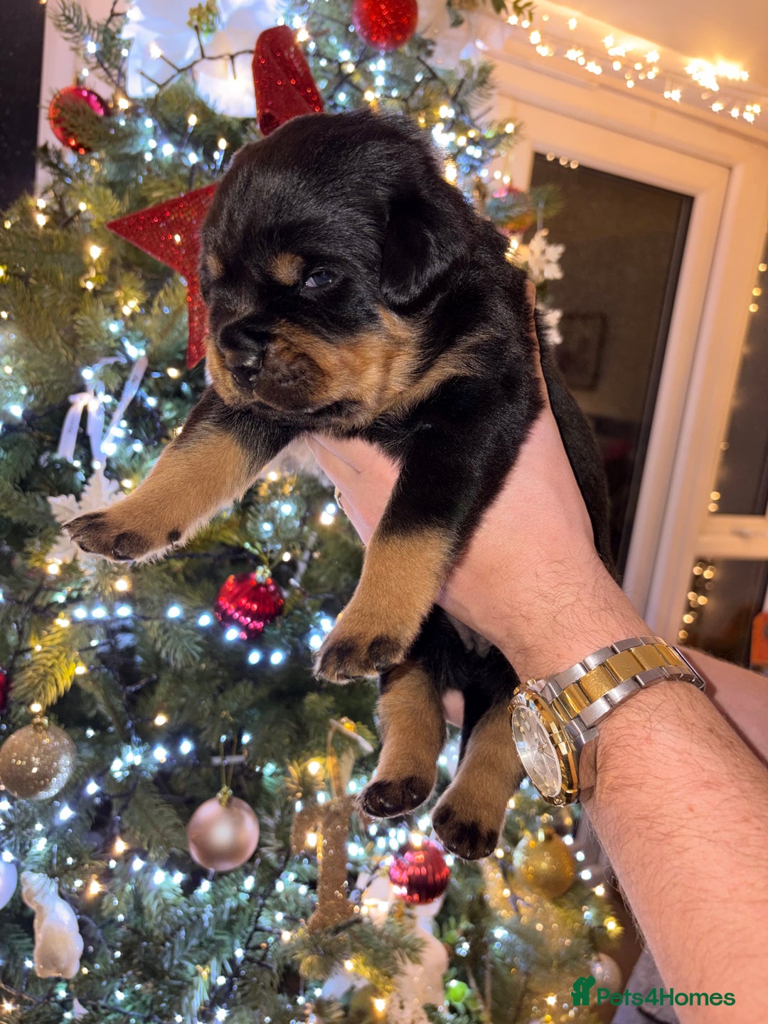 Rottweiler dogs for sale: KC Rottweiler puppies  - Advert 37