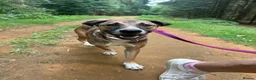 Mixed Breed dogs for adoption: Lizzie - Norwich Norfolk  - Advert 16