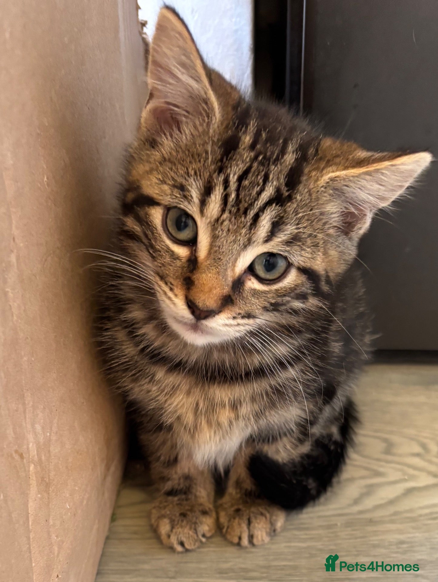 Mixed Breed cats Last Remaining Tabby Kitten Ready Today - Advert 10