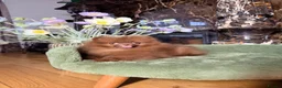 Pomeranian dogs for sale: Chocolate Pomeranian Girl and boys - Advert 24