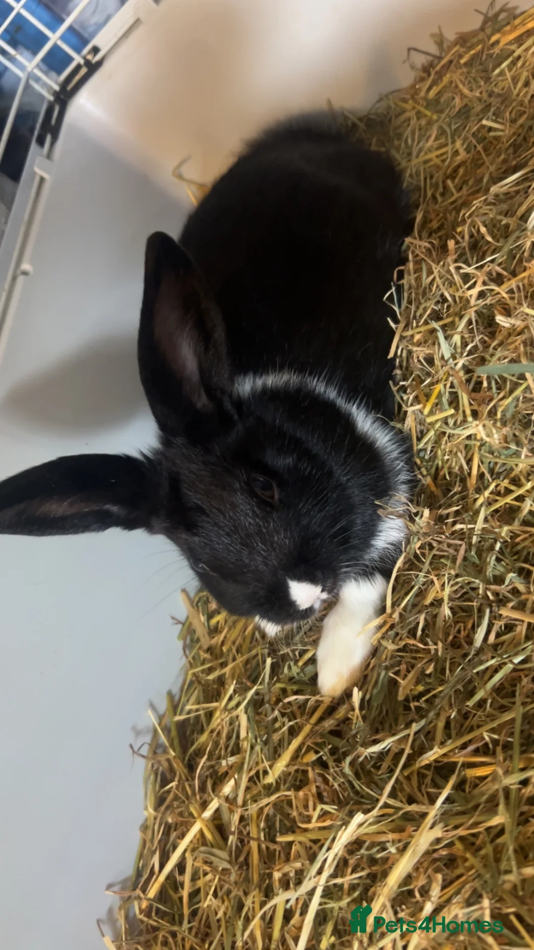 Mixed Breed rabbits for sale: 2rabbits one boy one girl  - Advert 1