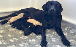 Labrador Retriever dogs for sale: KC Registered fully health tested working labrador - Image 8
