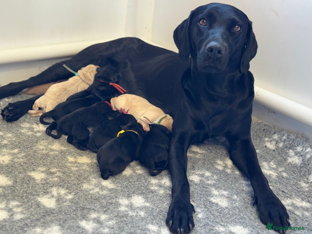 Labrador Retriever dogs for sale: KC Registered fully health tested working labrador - Image 8