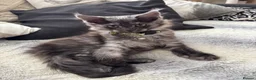 Maine Coon cats for sale: REDUCED TICA Black Smoke Maine Coon Girls - Advert 3