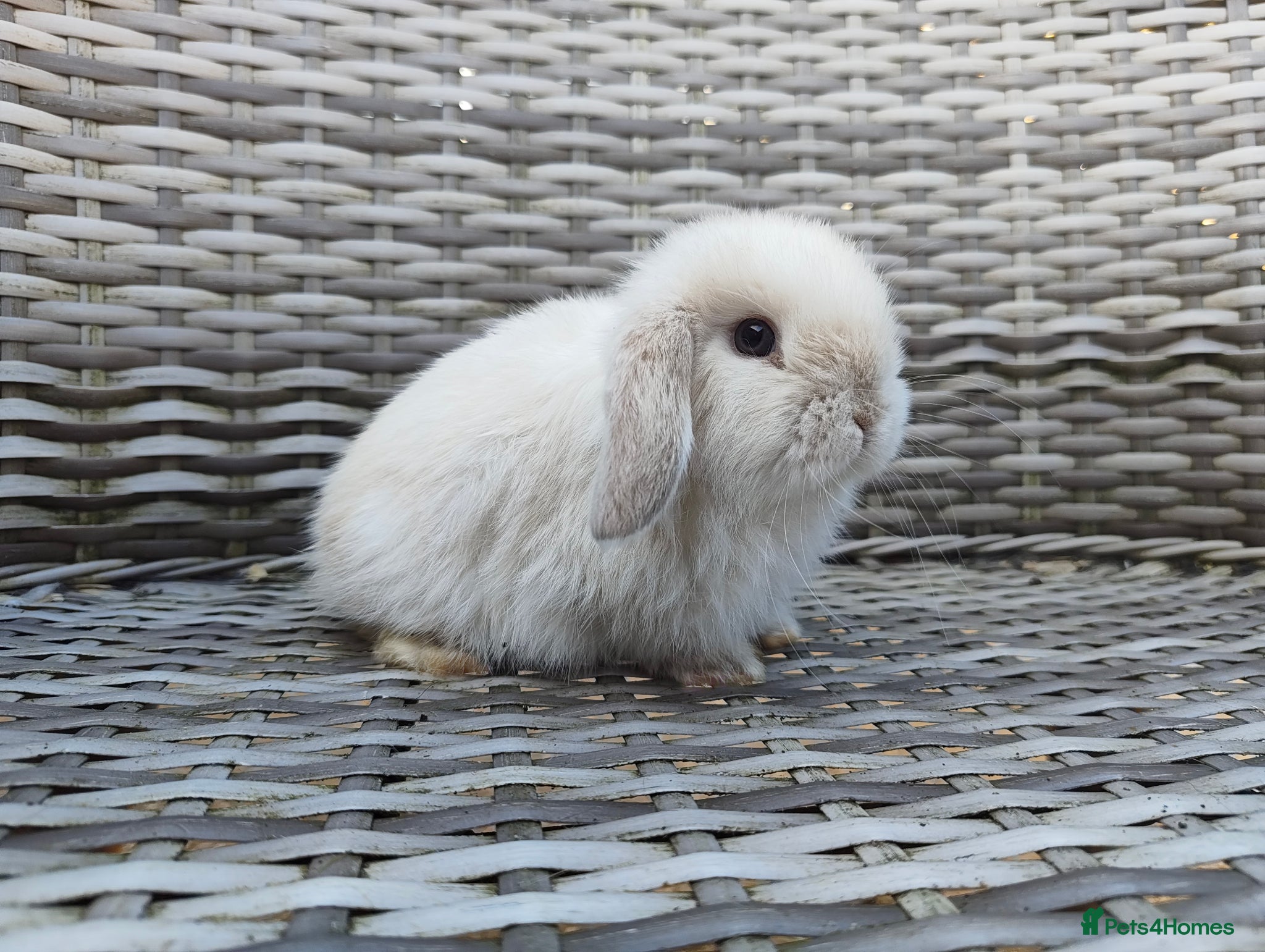Mini Lop rabbits Stunning mini lops available for reserve  - Advert 12
