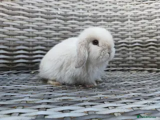 Mini Lop rabbits Stunning mini lops available for reserve - Advert 12