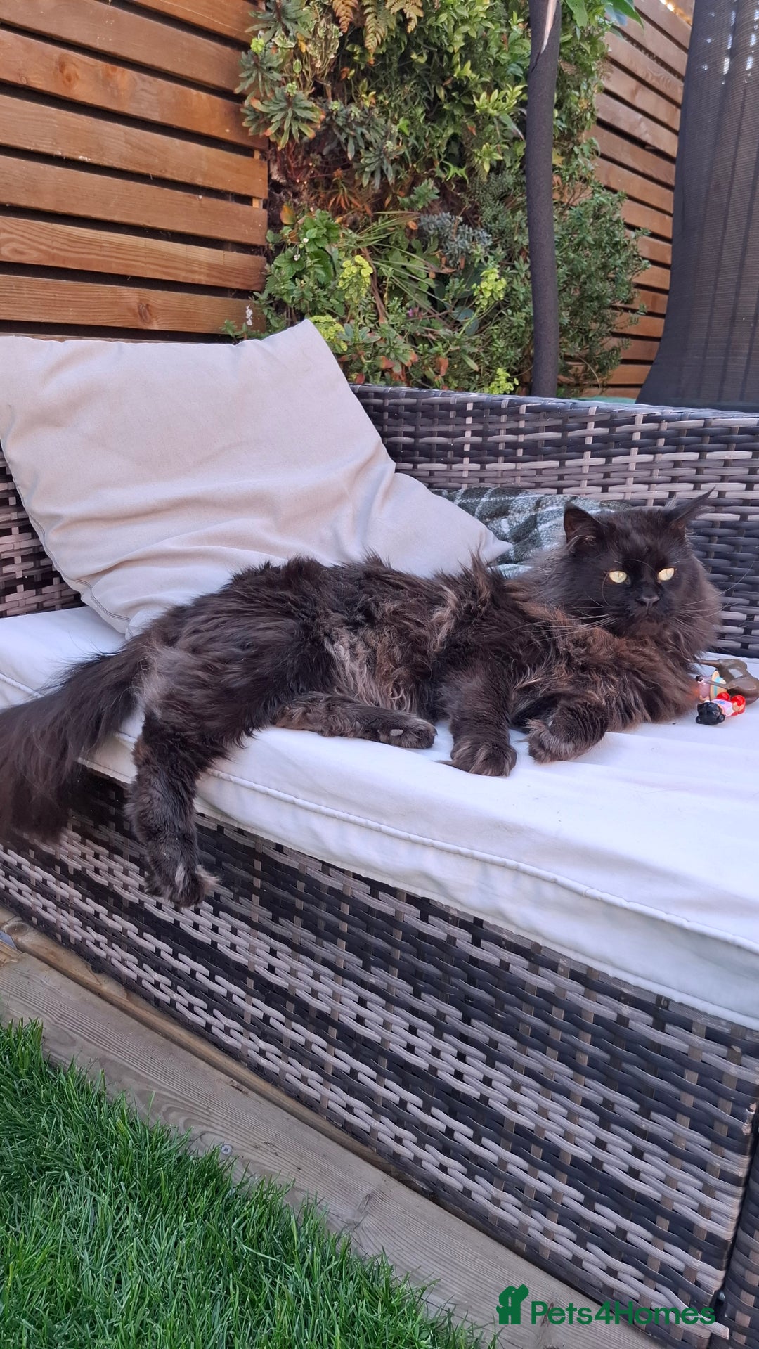 Maine Coon cats for stud: Black Maine Coon male for stud - Image 2