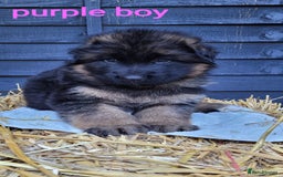 German Shepherd dogs for sale: German shepherd puppies  - Image 5