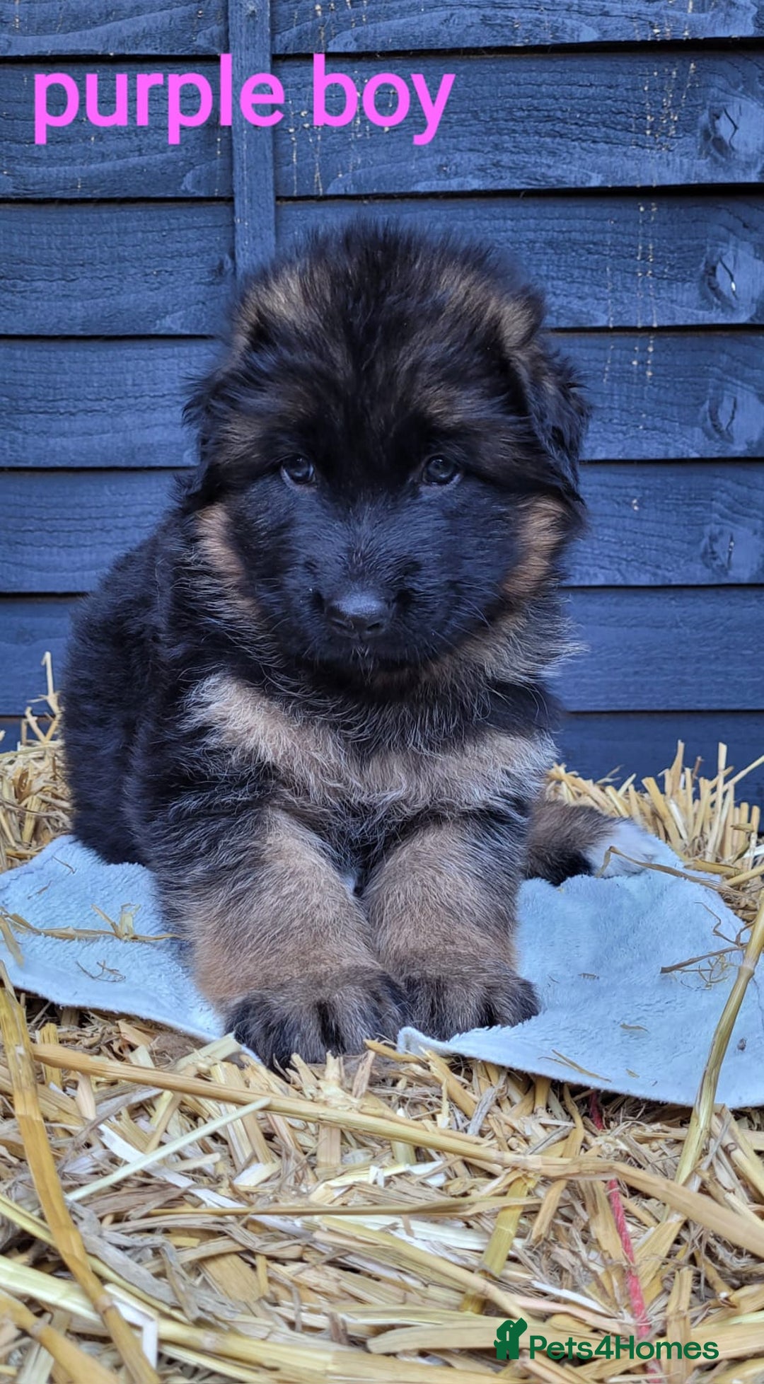 German Shepherd dogs for sale: German shepherd puppies  - Image 5