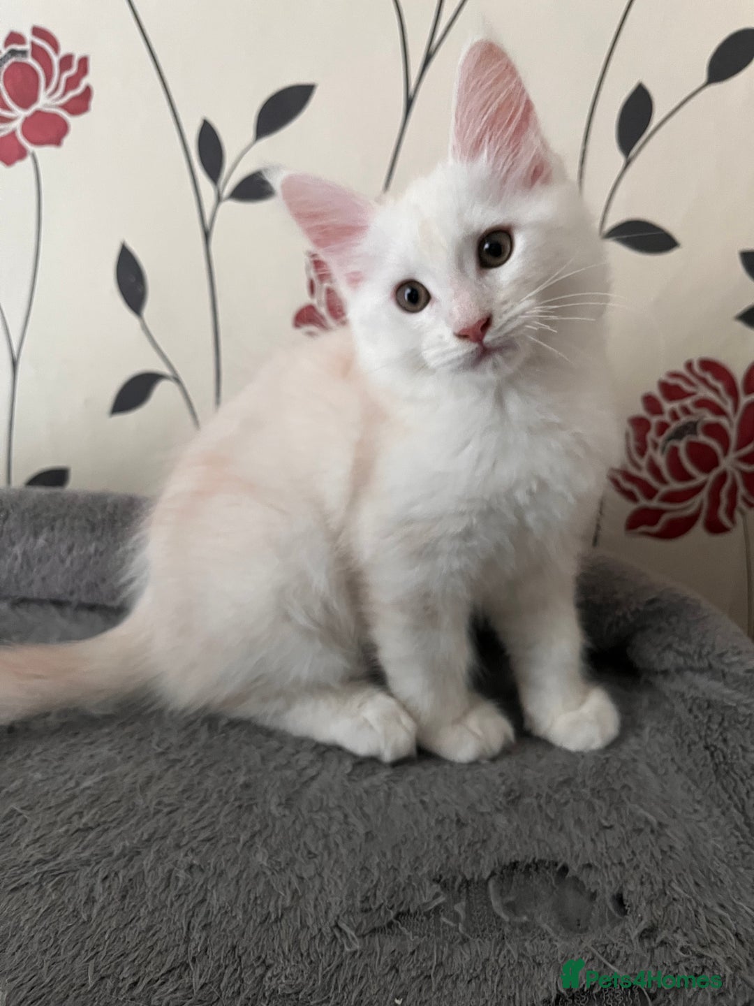 Maine Coon cats for sale: Purebred Maine Coon kitten - Advert 4
