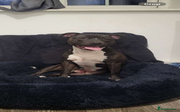 Staffordshire Bull Terrier dogs for sale: 5 PREMIUM STAFFS FOR SALE - Image 10