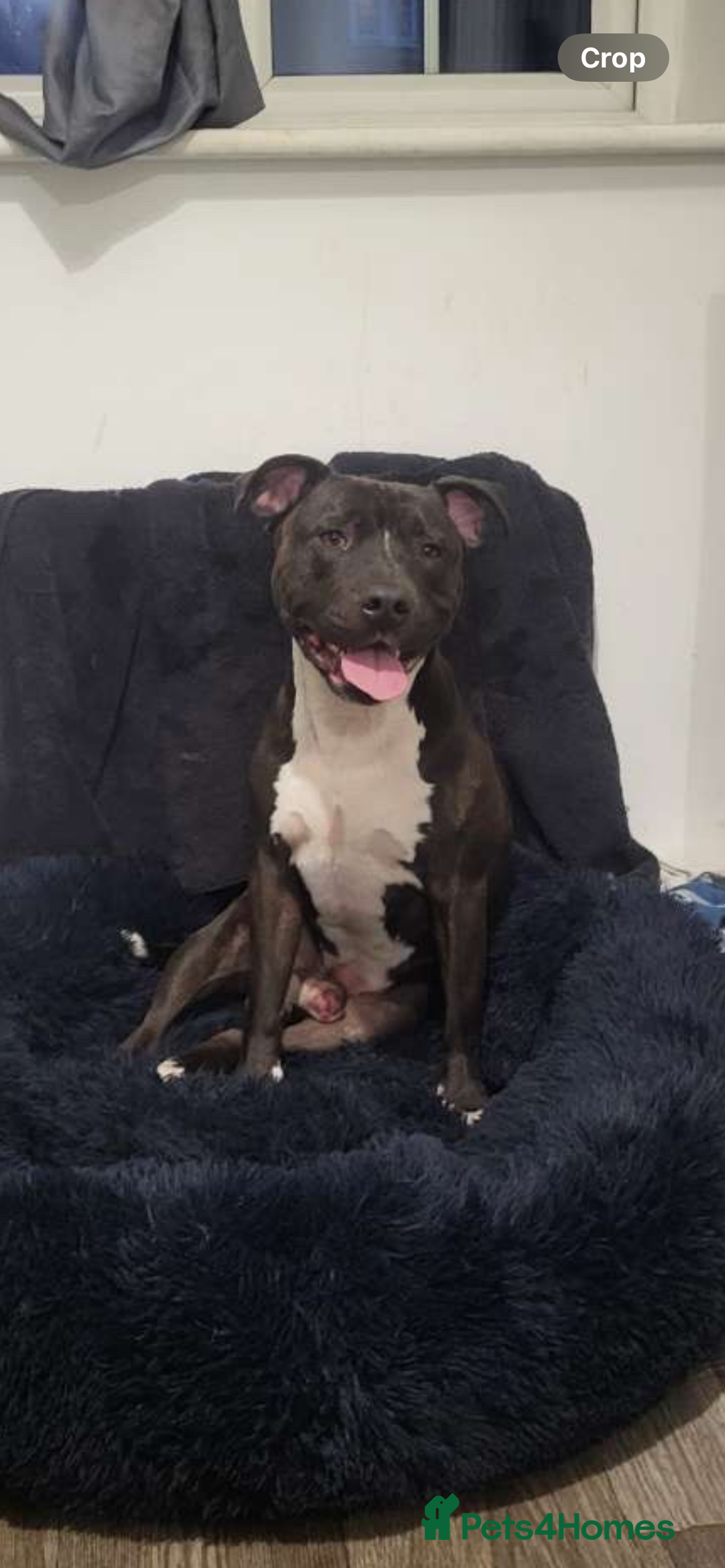 Staffordshire Bull Terrier dogs for sale: 5 PREMIUM STAFFS FOR SALE - Image 10