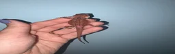 Bearded Dragon reptiles for sale: 100% red monster bearded dragon babies🐉 - Advert 7