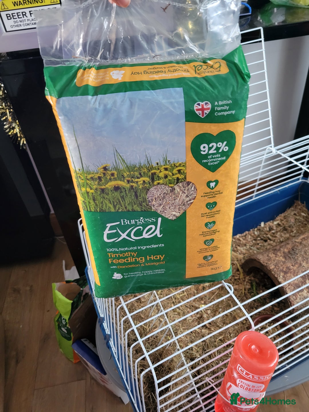 Guinea Pig rodents for sale: 4 mnth old male GPig with Cage, Food & Bedding - Advert 11