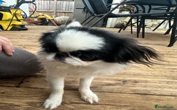 Japanese Chin dogs for sale: female - Advert 25
