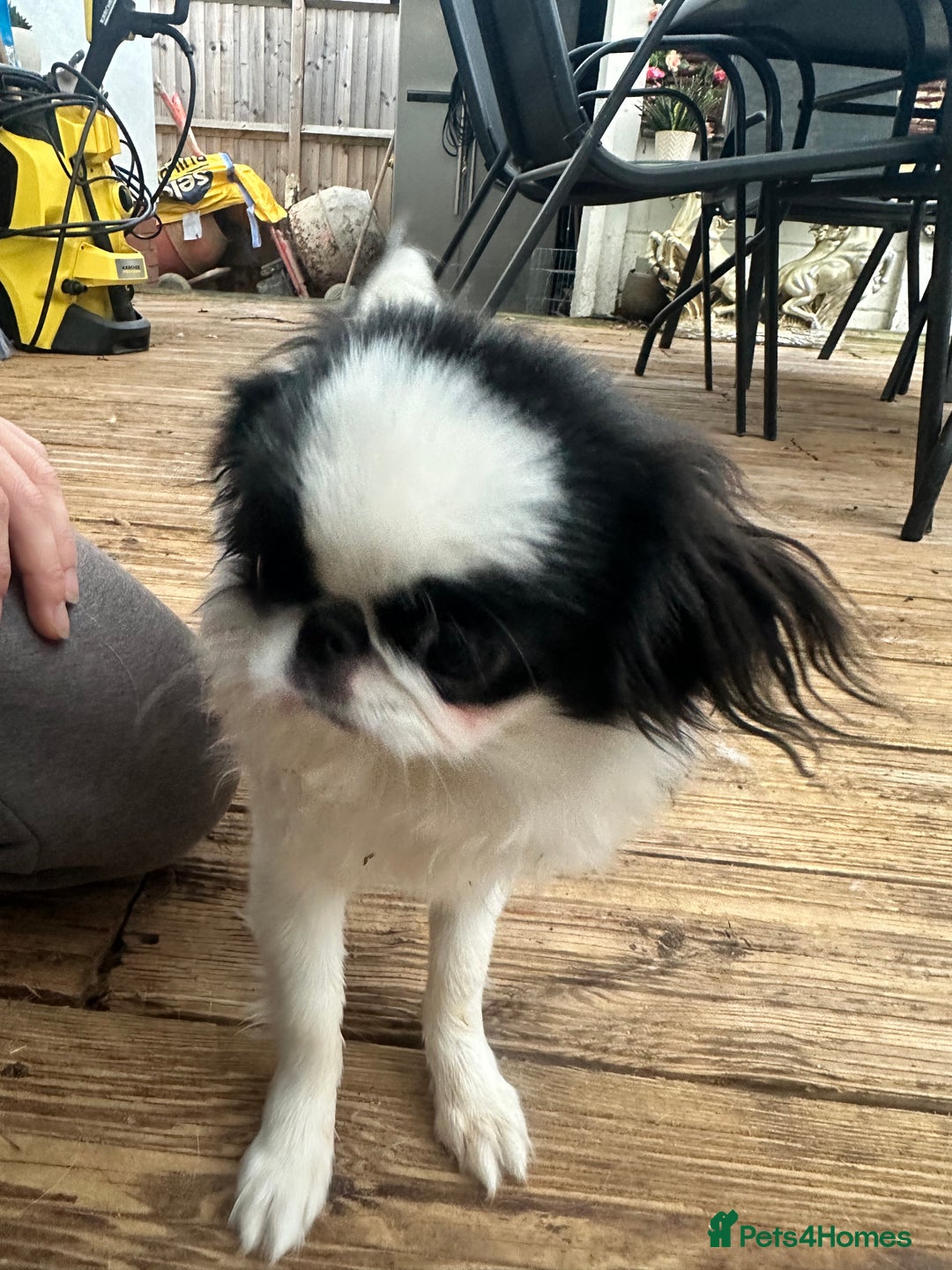 Japanese Chin dogs for sale: female - Advert 25