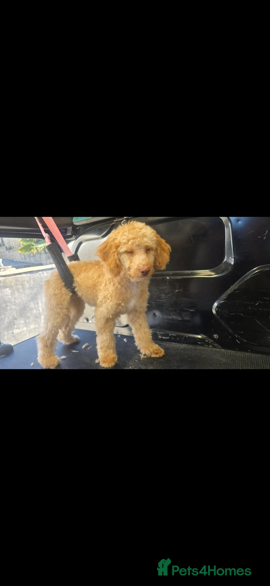 Cockapoo dogs for sale: Penny in Port Talbot - Advert 1