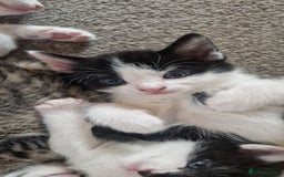 Mixed Breed cats for sale: Gorgeous 🥰 Main Coon cross kittens 🐾 - Image 5