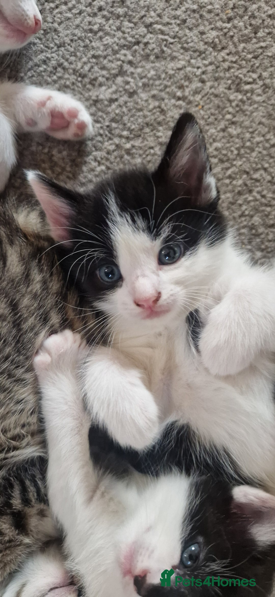 Mixed Breed cats for sale: Gorgeous 🥰 Main Coon cross kittens 🐾 - Image 5