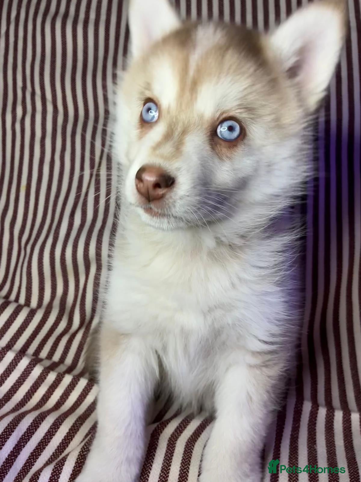 Pomsky dogs Blue eyed F4 Pomskys. One boy one girl. - Advert 11