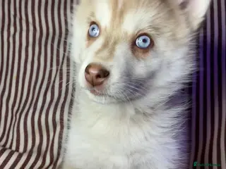 Pomsky dogs Blue eyed F4 Pomskys. One boy one girl. - Advert 11