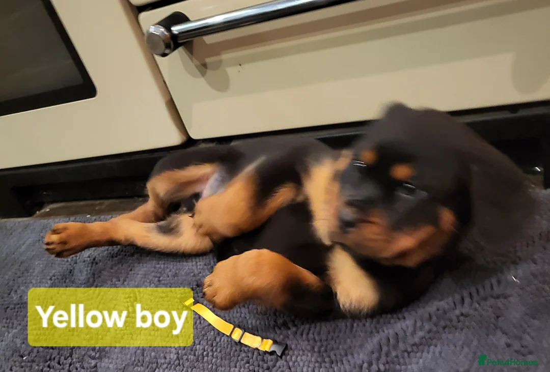 Rottweiler dogs for sale: Chunky Rottweiler Puppies - Advert 15