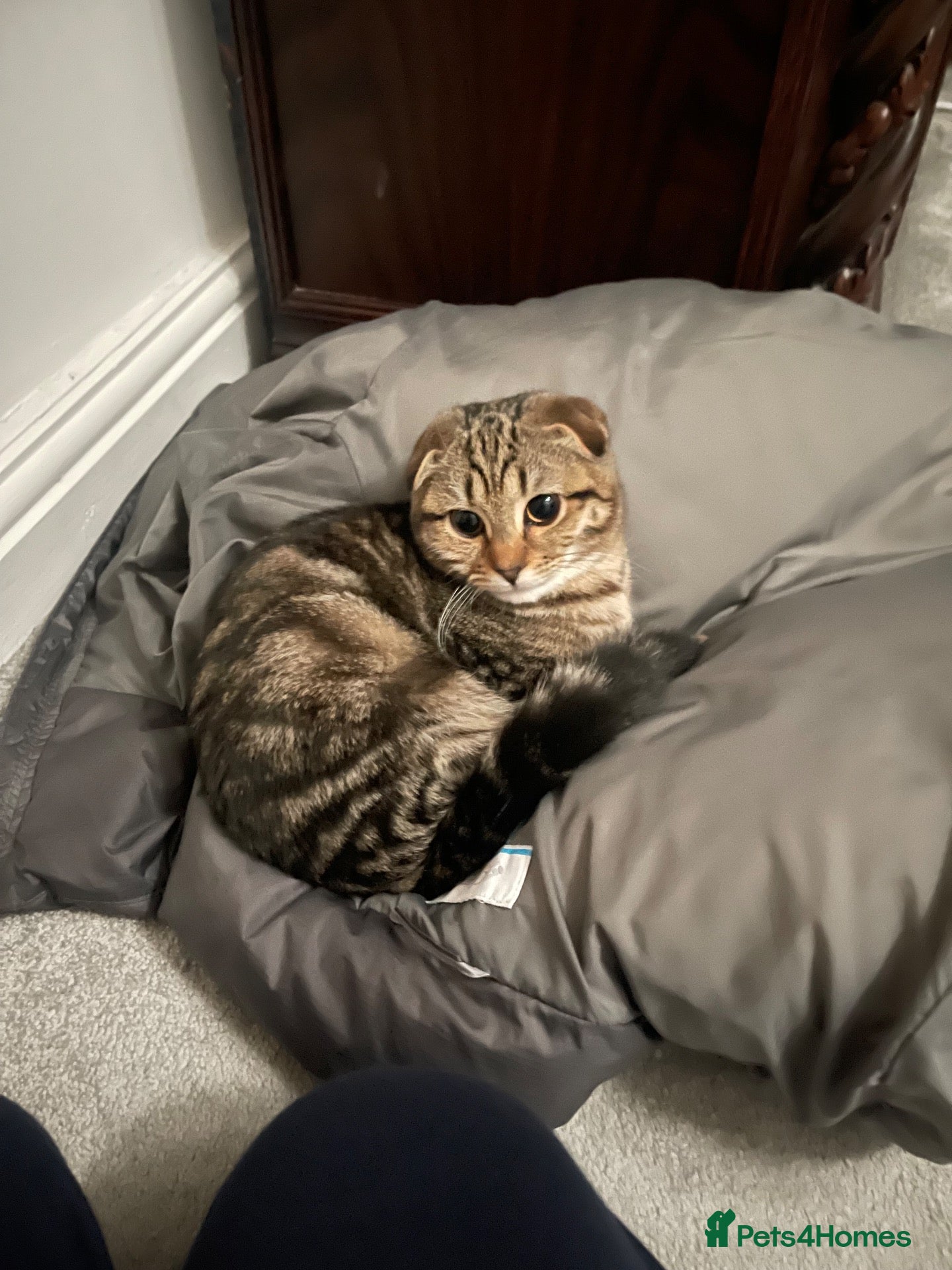 Mixed Breed cats Scottish Fold Mix - Advert 1