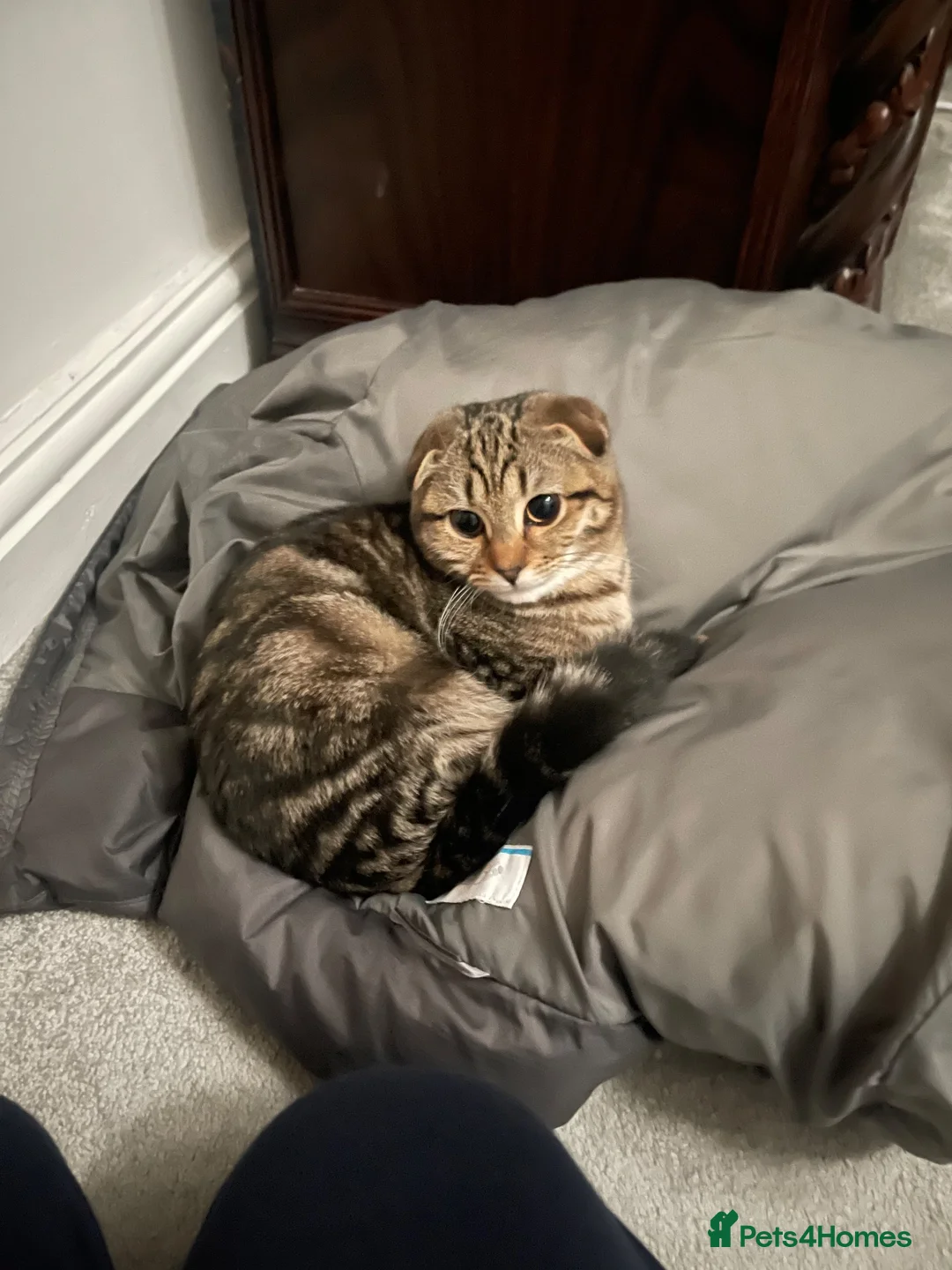 Mixed Breed cats for sale: Scottish Fold Mix - Advert 1