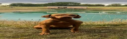 Hungarian Vizsla dogs for sale: Stunning KC Registered Hungarian Vizslas - Advert 11