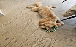 Cockapoo dogs for sale: Teddy / Ted / Tedwyn 🧸   - Image 8