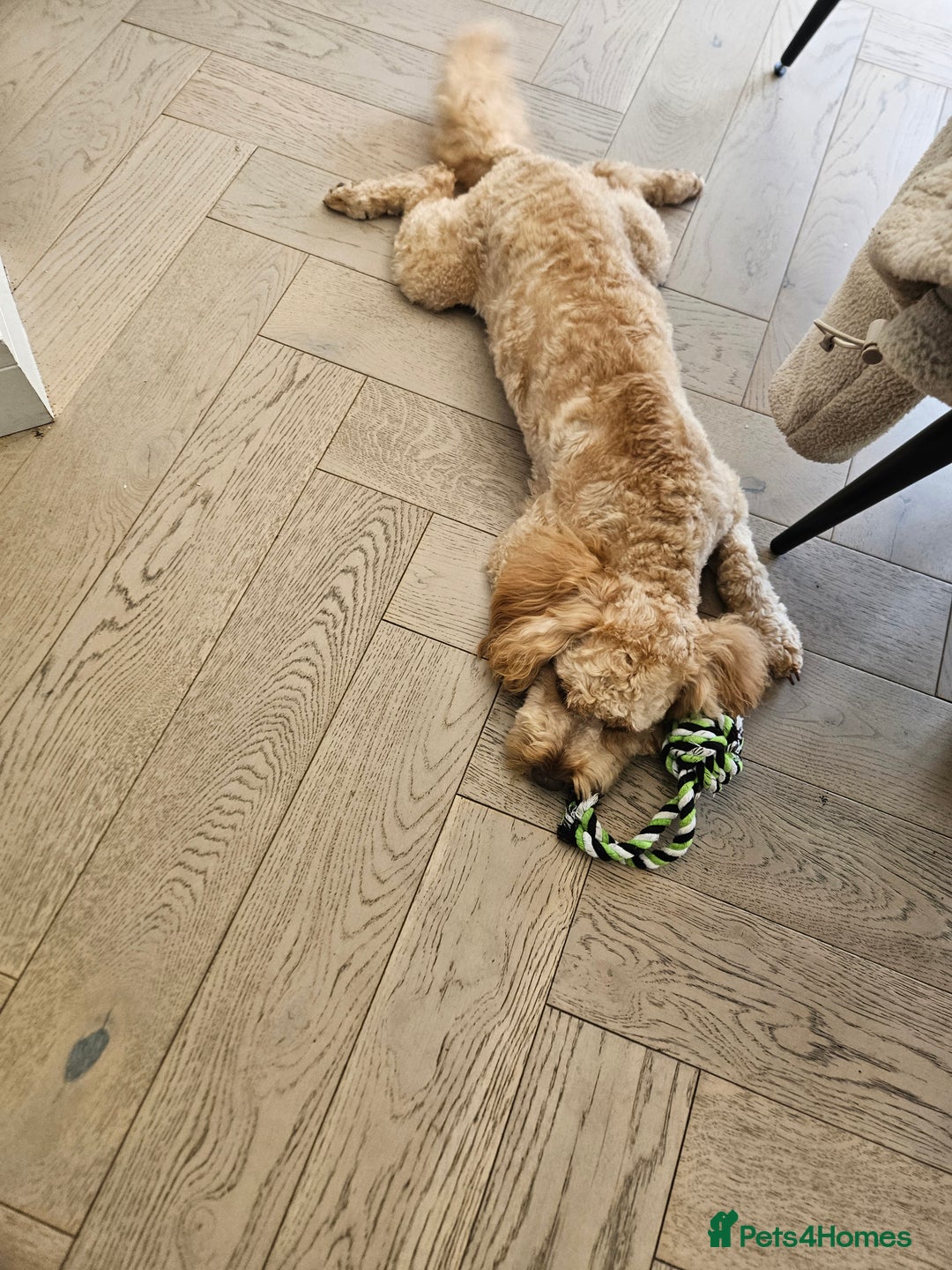 Cockapoo dogs for sale: Teddy / Ted / Tedwyn 🧸   - Image 8