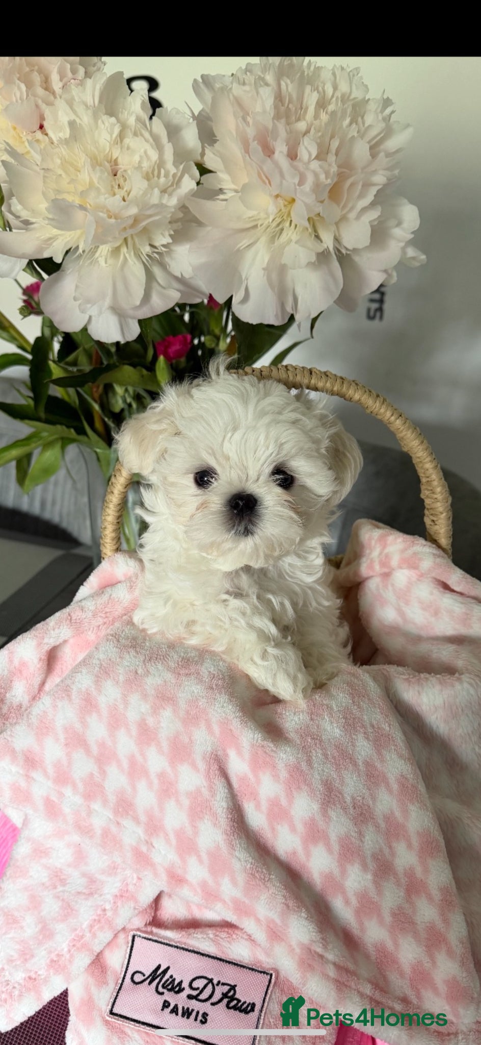 Maltese dogs Beautiful Korean Maltese puppies 🩷🩵 - Advert 10