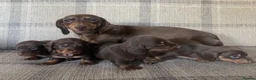 Miniature Dachshund dogs for sale: KC reg  breed standard Miniature Dachshund puppies - Advert 3