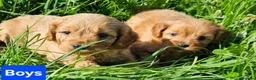 Cavapoo dogs for sale: Beautiful cavapoo puppies for sale  - Advert 3
