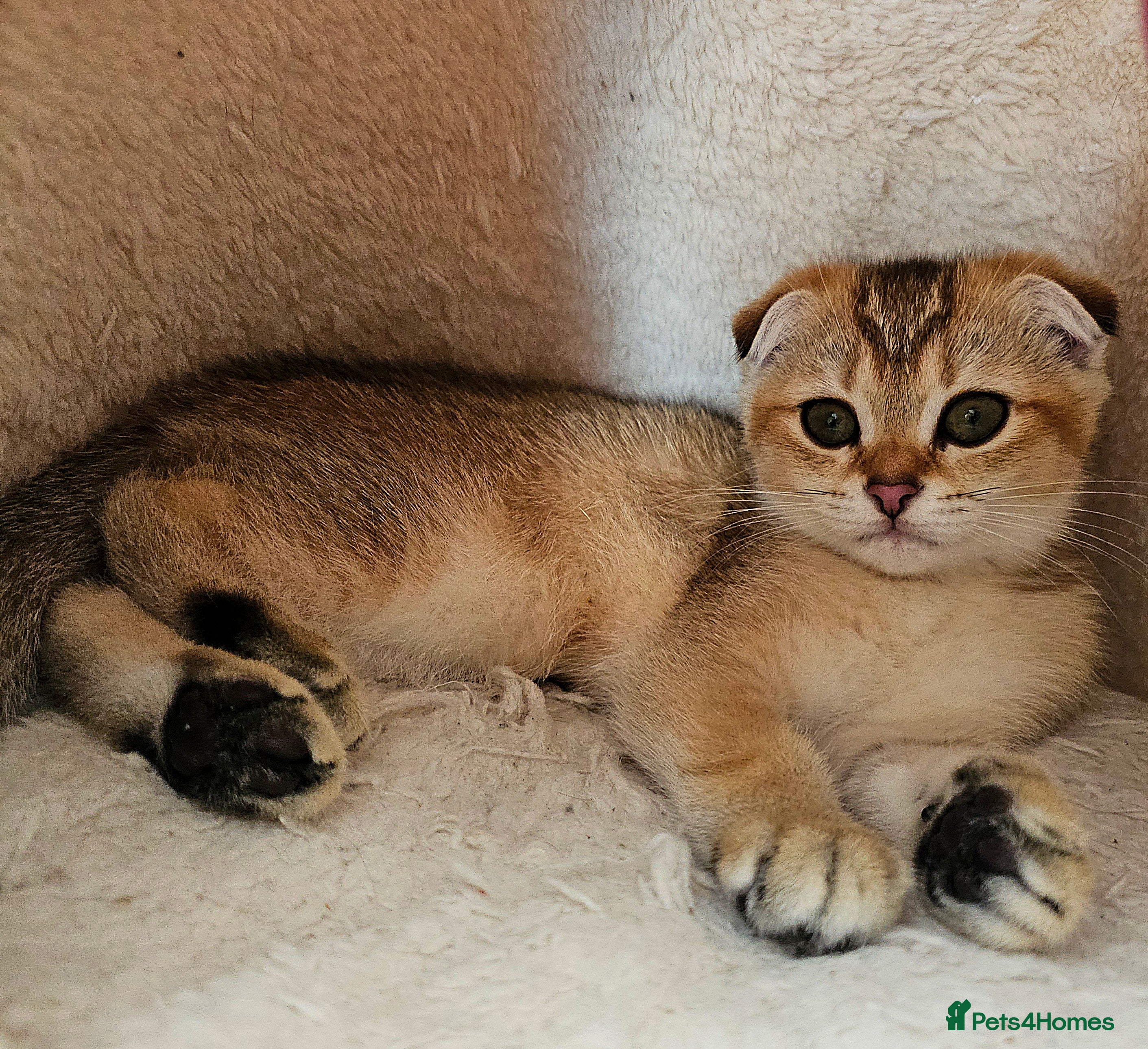 Scottish Fold cats 😸 Scottish Fold pedigree kittens😸 - Advert 2