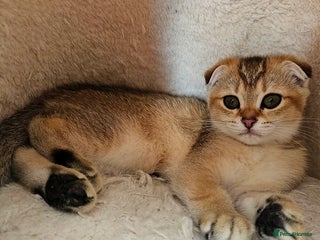 Scottish Fold cats 😸 Scottish Fold pedigree kittens😸 - Advert 2