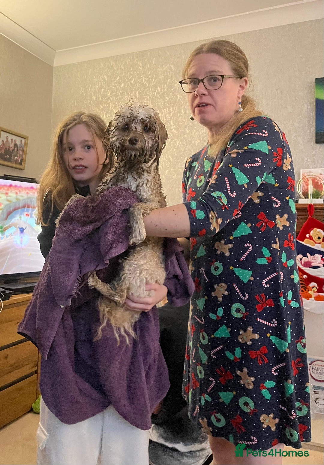 Cavapoo dogs for stud: Meet Alfie. A cavapoo looking for a mate - Advert 5