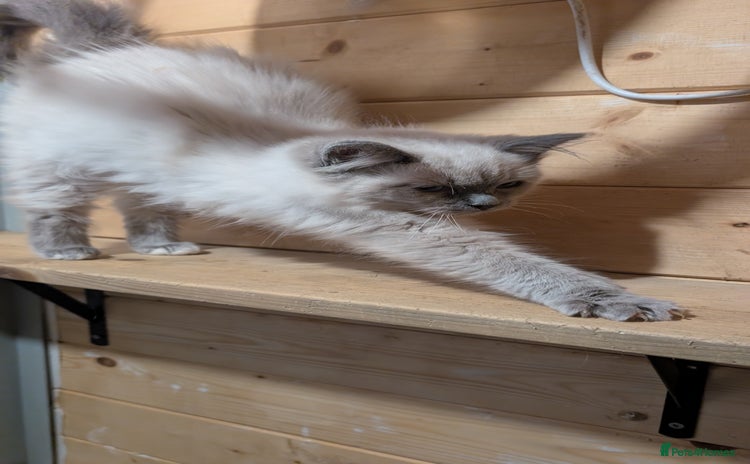 Ragdoll cats - Advert 14