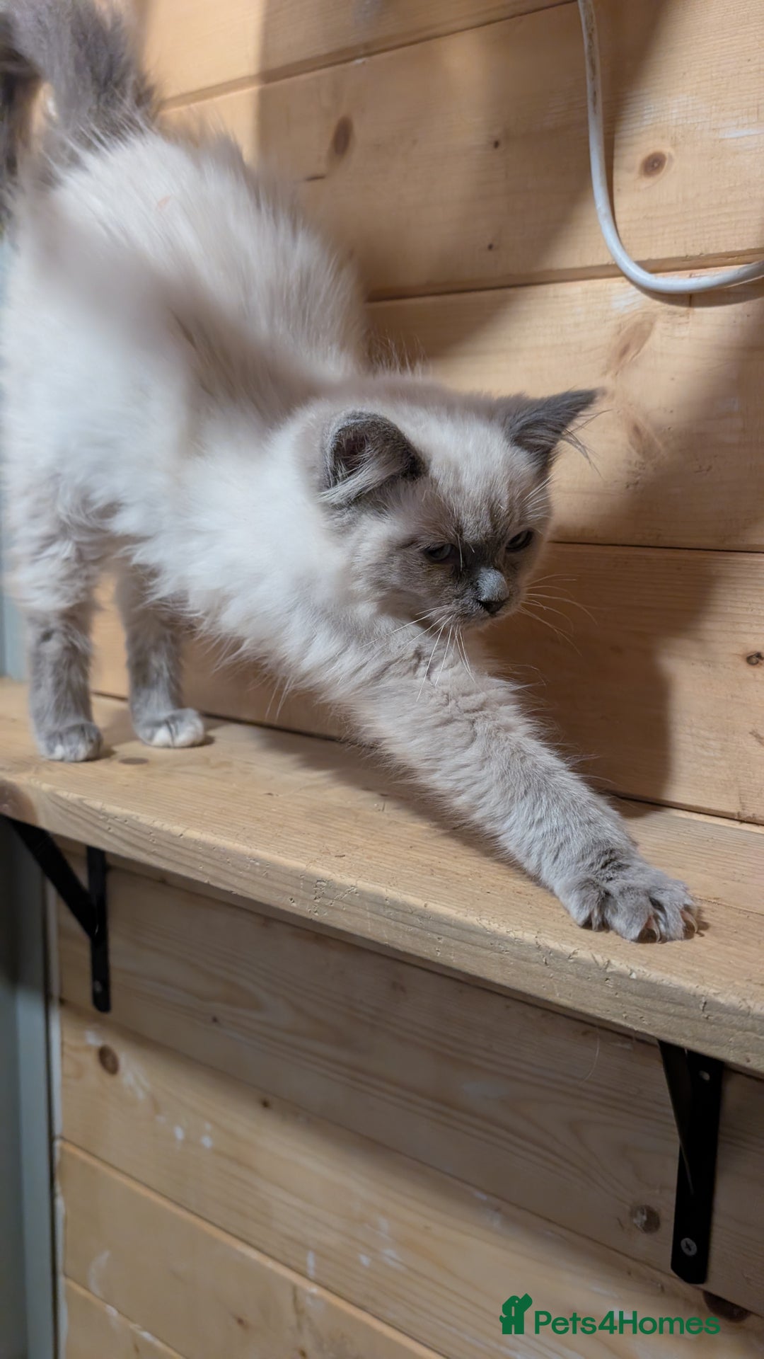 Ragdoll cats for sale: Ragdoll kittens - Advert 2