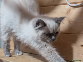 Ragdoll cats - Advert 34