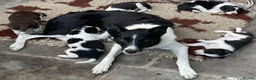 Border Collie dogs for sale: 4 Border Collie Puppies (2m/2f) in Dorchester - Advert 1