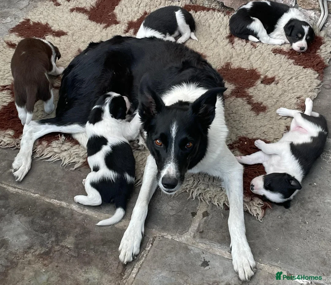 Border Collie dogs for sale: 4 Border Collie Puppies (2m/2f) in Dorchester - Advert 1