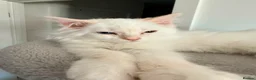 Ragdoll cats for sale: 4 ragdolls awaiting forever homes  - Advert 4