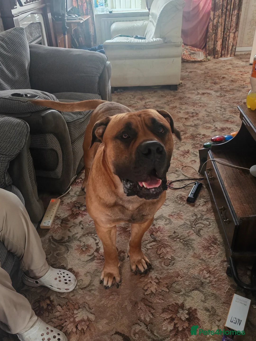 Boerboel dogs for stud: Boerboel male for stud - Advert 1