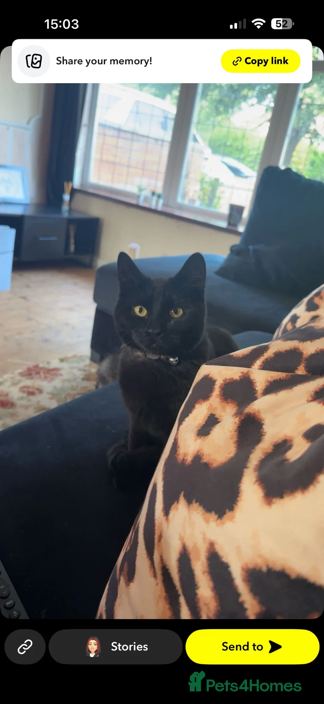 Mixed Breed cats for sale: Male cat available - Advert 2