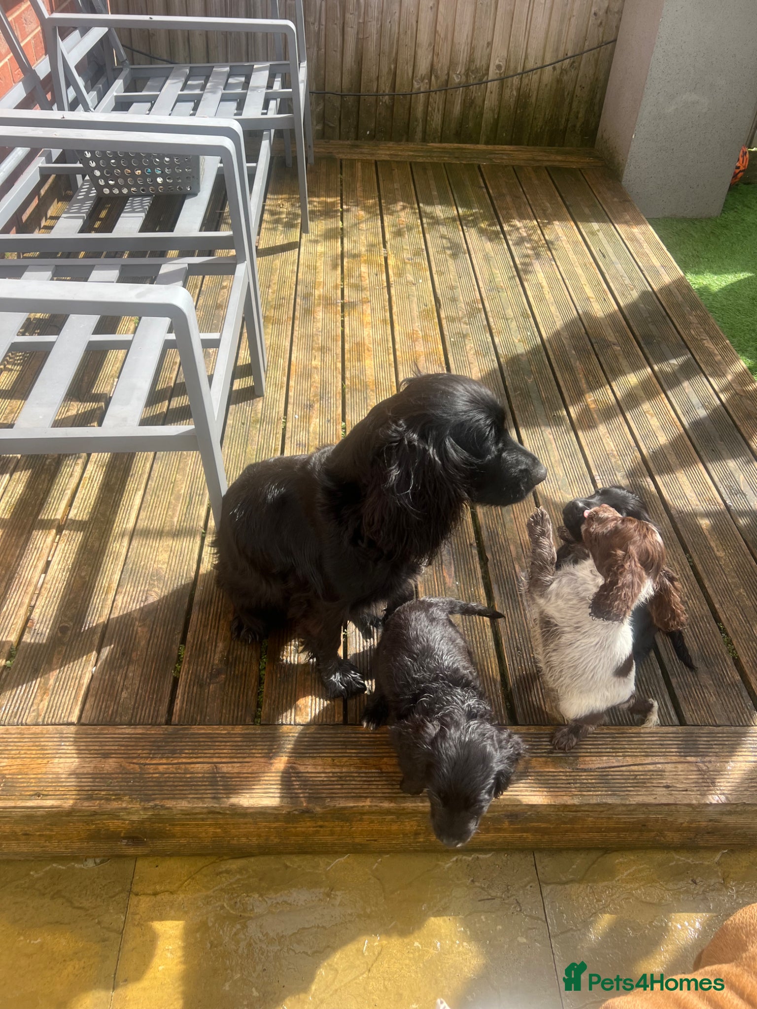 Cocker Spaniel dogs Lovely Cocker Spaniel Girls! - Advert 17